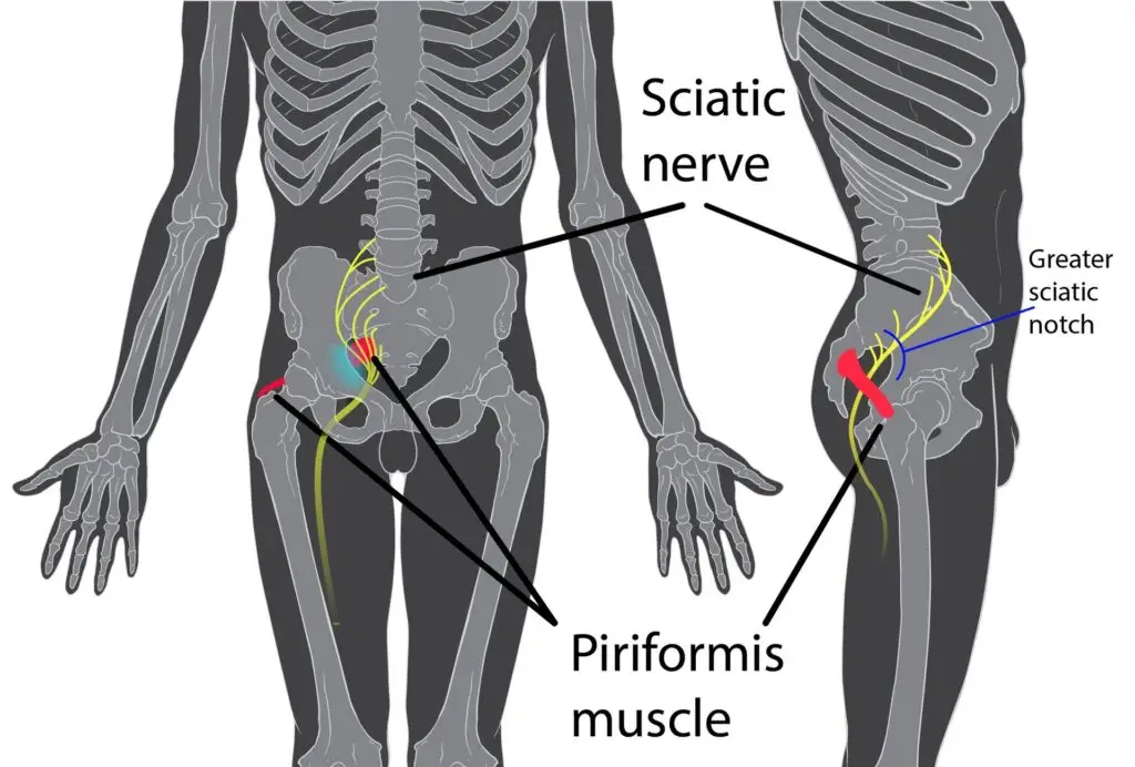 Diagram of Human Body showing the Location of the Piriformis Muscle