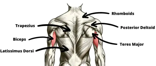 Diagram showing muscles of the back