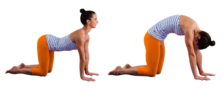 Showing the Form of the Cat Cow Pilates Yoga move