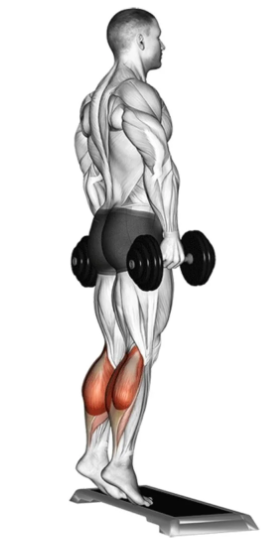 Showing the Dumbbell Standing Calf Raise