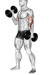 showing the dumbell hammer curl for the gym exercise for biceps