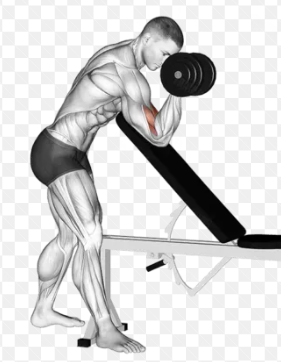 showing the Bicep Preacher Curl using a dumbell and inclined bench.